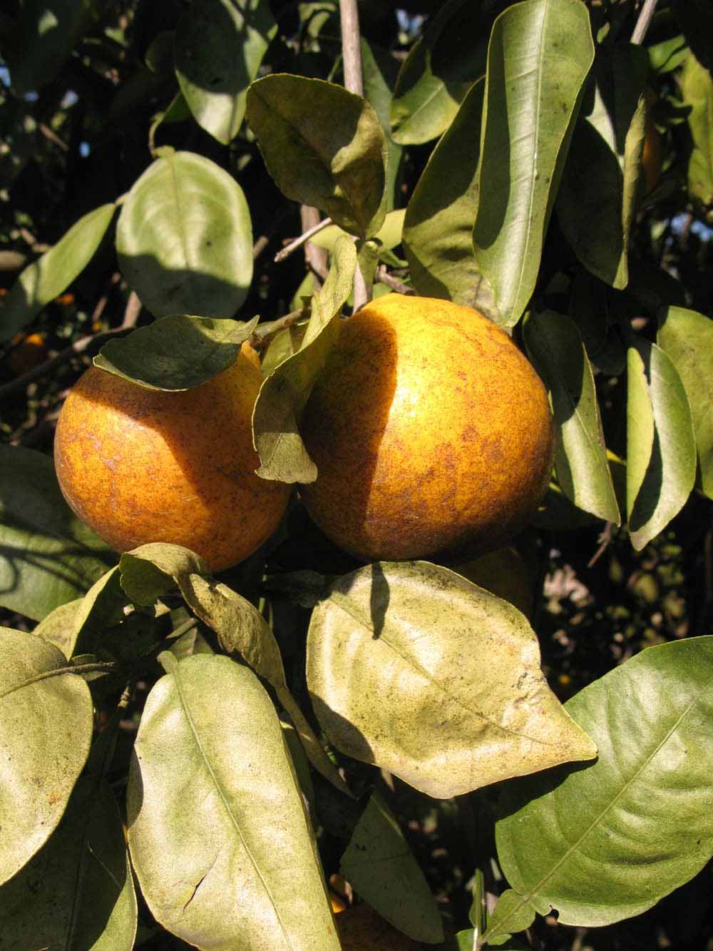              Fruit (Winter Haven, FL)       